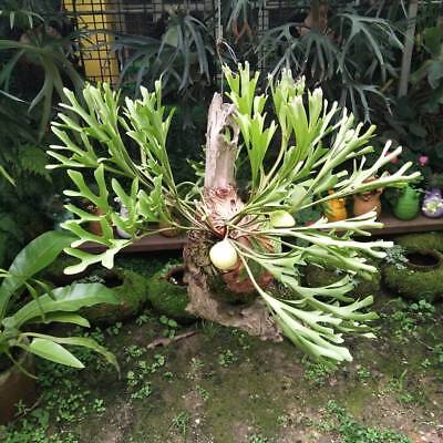 Spore Platycerium Ridleyi Thin Form Staghorn Fern Species From Artandplants Thai Ebay