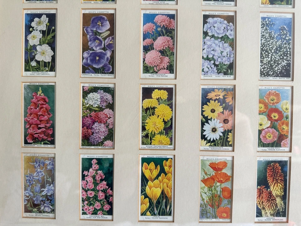 Wills Cigarette Cards Garden Flowers 1933 x Full Set of 50 - Framed - Image 4 of 4