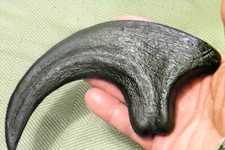 9 INCH RAPTOR CLAW REPLICA JURASSIC DINOSAUR FOSSIL NAIL UTAHRAPTOR TALON RELIC