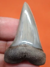 MAKO SHARK TOOTH - 1.70" - REAL FOSSIL SHARK TEETH - LEE CREEK AURORA NC NATURAL