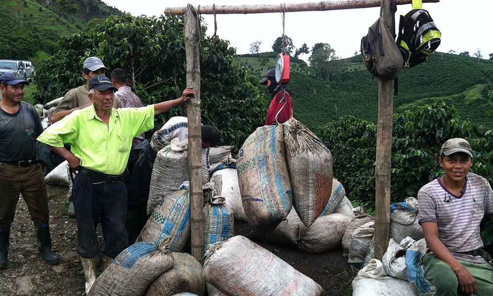 Colombian Supremo Green / Raw / Unroasted Coffee Beans 10 Pound Bag Inox Wind