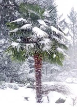 10 WINDMILL FAN PALM Tree Seeds Trachycarpus Fortunei MOST COLD HARDY Palm Plant