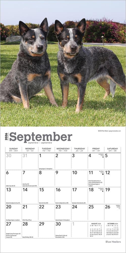 Blue Heelers | 2026 7 x 14 Inch (Hanging) Monthly Mini Wall Calendar | BrownTrou - Picture 4 of 9