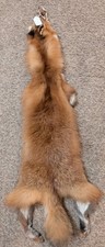 Just Tanned Red Fox Peltnice Fur No 2 Pelt Cabin Craft Super Soft Hide