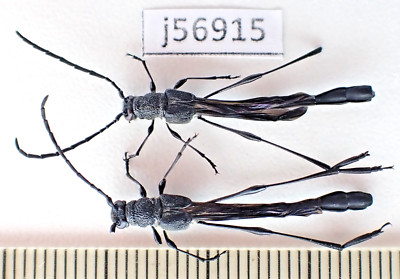 標本 Yunnan China Necydalis s.p 23mm j56915. Insects, Cerambycidae: Necydalis sp. Vietnam Central. A2