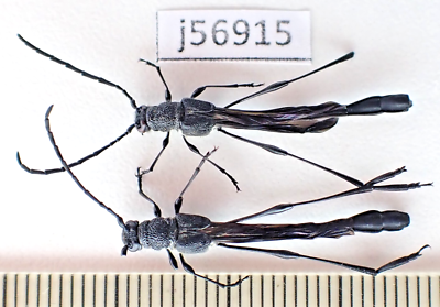 j56915. Insects, Cerambycidae: Necydalis sp. Vietnam Central. A2