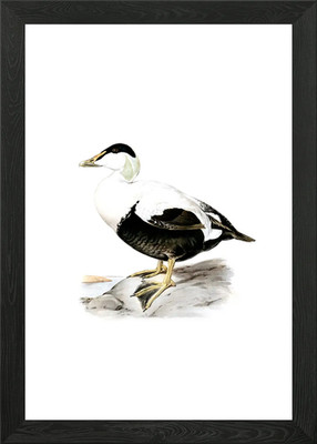 Common Eider Duck Bird Framed Wall Art Poster Canvas Print Picture