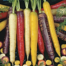 130 SEEDS - carrot RAINBOW BLEND Purple Red White Yellw GroCo* BUY 15-SHIPS FREE