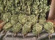 Canadian Oak, Bath Broom, Sauna Broom Set of 5 Pieces