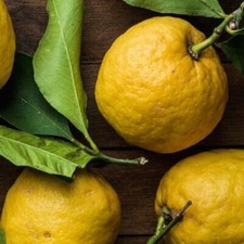 Pianta di Limone Pane in vaso da 20 cm (Innesto Basso)