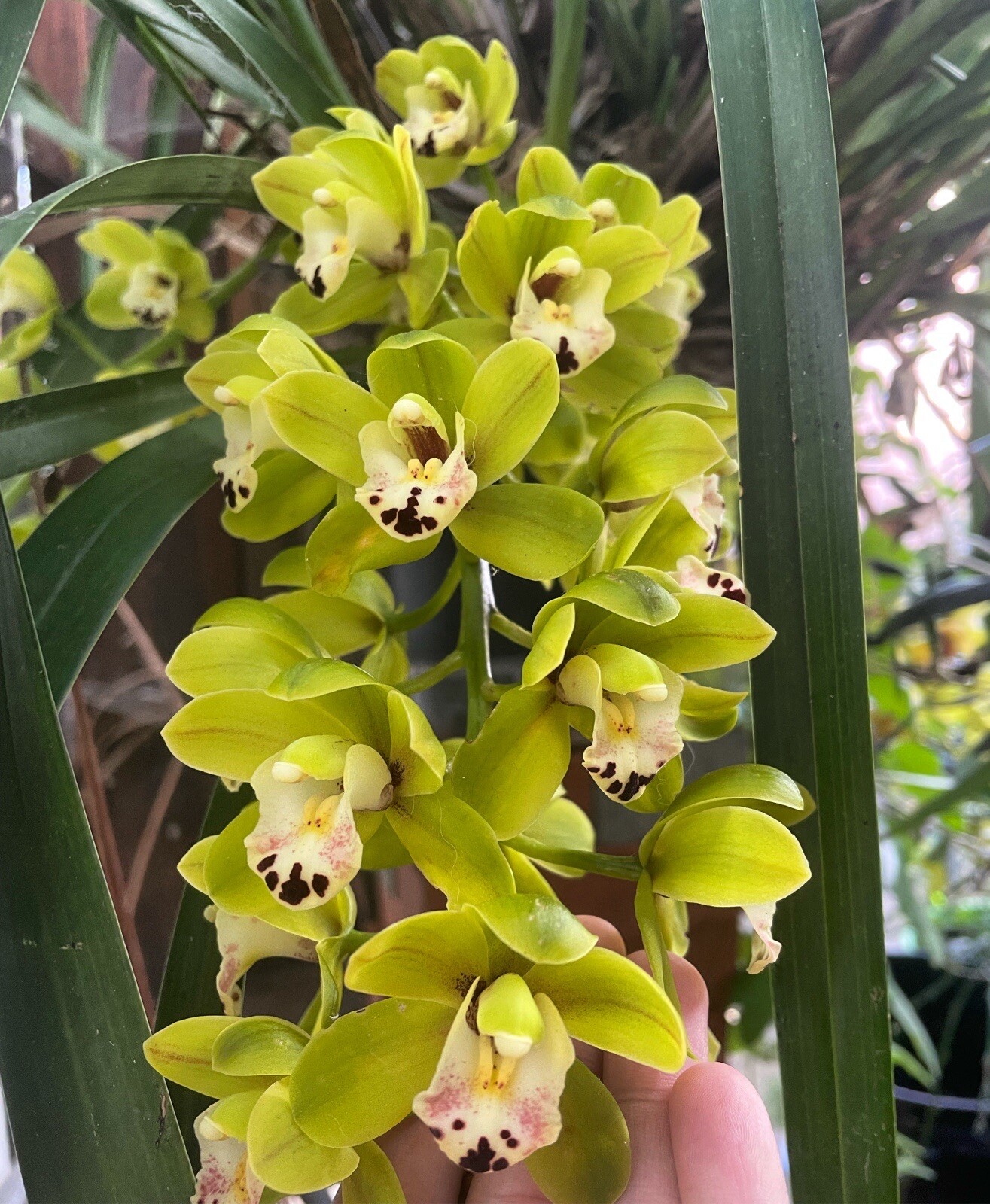 CYMBIDIUM DAME CATHERINE 'SPRING DAY' HCC/AOS pendulous