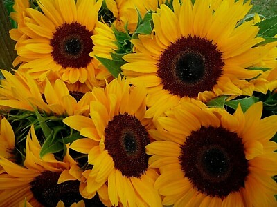 Solar Eclipse Sunflower Seeds - 15 Seeds Comb.S/H - 4-5 ft tall