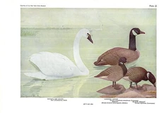 1936 Vintage FUERTES BIRDS #22 "WHISTLING SWAN & GOOSE" Color Plate Lithograph