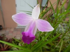 Arundina Graminifolia BAMBOO ORCHID one tropical plant pup offset *SUPER TALL*