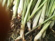 1 x Lemongrass Well Rooted Bare Root Plants Vegetables Garden