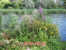 PHOTO  WEYMOUTH RADIPOLE FLORA FLOWERS INCLUDING WILLOWHERB FOXGLOVES AND VALERI