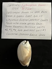 EXTINCT Fossilized COWRIE Shell ( Siphocypraea Grovesi ) From Central Florida.