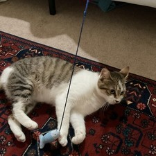 Interactive Cat Teaser Wand Toy with Plush Mouse and Fish
