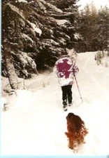 Irish Setter Christmas Cards Homeward Bound Pack of 10 Ski Snow Sweater #