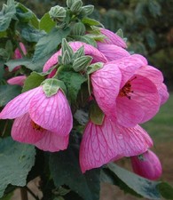 Abutilon Pink Plant  Live 4" Nursery Growing Pot, Ships Without Pot