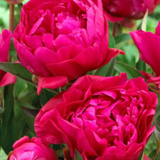 Peony Karl Rosenfield 2L Pot Fragrant Perennial Garden Plant
