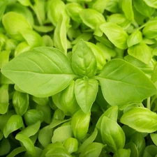 LEMON BASIL HERB 150 SEEDS NON-GMO  FRESH FOR GARDENS