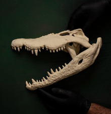 Krokodil Sch&auml;del Wandbild Replik Reptiliensch&auml;del Deko Taxidermie Alternative