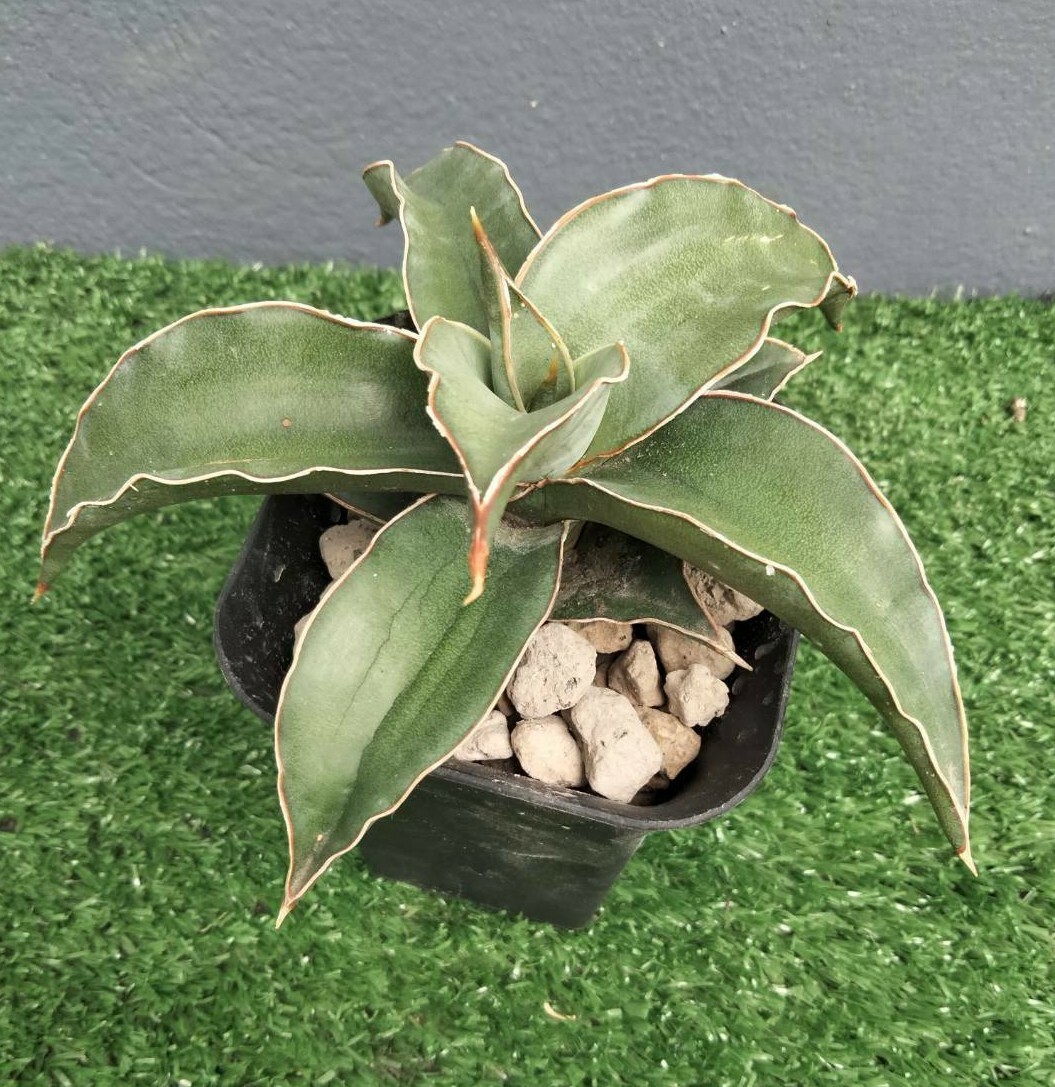 サンスベリア ブルーキュ斑入 Sansevieria Blue Kew Sansevieria Blue Kew Care - Sun, Water, Soil & Humidity