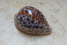 F cypraea pantherina F++++ natural glossy red sea shell very nice COLOR 85 mm