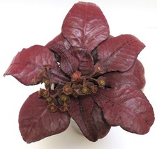 Euphorbia francoisii-#17 Modern hybrid-seed grown in USA