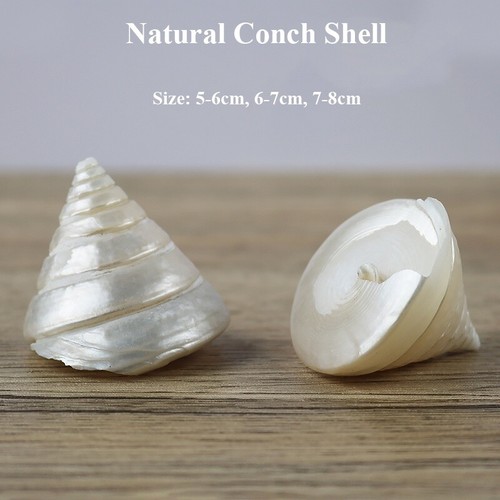 1X Natürlich Muschel Shell See Schnecke Fisch Aquarium Deko Landscape Stütze DIY - Bild 3 von 13