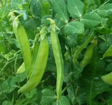 20 Snow Peas