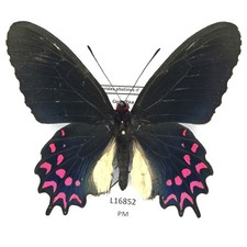 Papilionidae, Parides photinus, male, A1/A1-, ex ova, Costa Rica