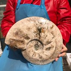 10.6 LB Natural Ammonite Fossil Polished Specimen Reiki Healing Collectible 3725 — photo 9
