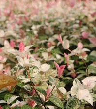 Gelsomino Tricolor "Rhyncospermum Asiaticum Tricolor" pianta in vaso da ø15 cm