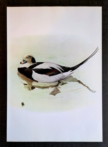 J F Lansdowne Birds OLDSQUAW DUCK 10X14 Vintage Art Print Book Plate 40 - Picture 3 of 3
