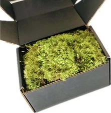 Mood Moss | Live |fresh