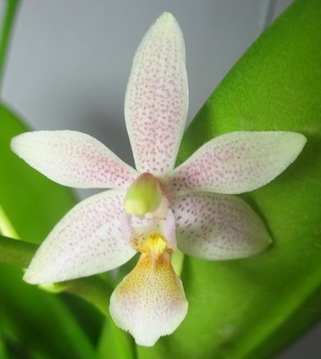 Phalaenopsis Dirandra, (Phal. kapuasensis x Phal. equestris) Orchid Hybrid, RARE