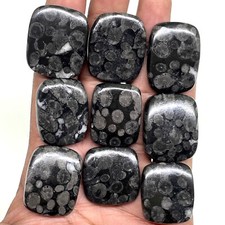 9 Pcs Natural Black Fossil Coral 25-28mm Loose Untreated Cabochon Gemstone Lot