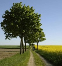 Hochstamm Kugelahorn Globosum 125-150cm - Acer platanoides