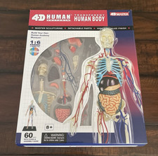 4D Master Human Anatomy Model Transparent Hum...
