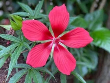 Texas Star Hibiscus Seeds for Planting (50 Seeds) - Hibiscus coccineus