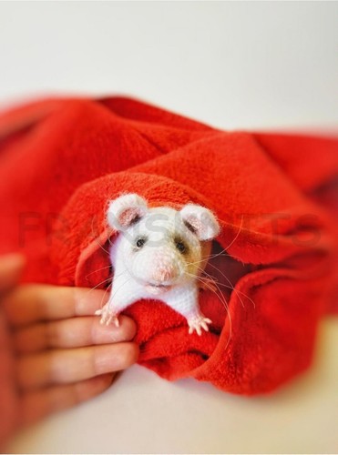 CROCHET PATTERN PAPER COPY Lifelike white Halloween? / pet / Lab rat 283 - Picture 2 of 5