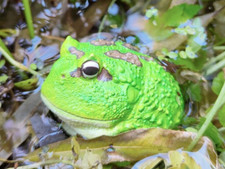 Animal Cuerpo Celestial Ceratophrys Pacman Rana Cornuda Estatua Verde