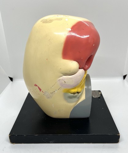Vintage Giant Anatomical Kidney Model On Wood Base Wilson Ward Anatomy Models - Picture 5 of 14