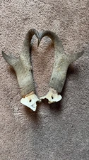 Trophy Pronghorn Antelope Horns