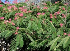Mimosa Silk Tree, Albizia julibrissin, Seeds