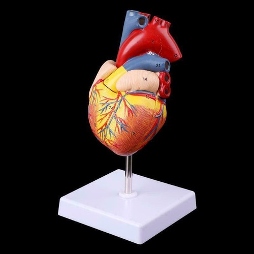Human Heart Model Anatomical Anatomy Teaching Model Science Teaching Resources - Picture 4 of 8