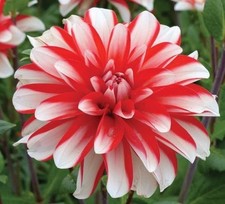 1 "Dynamite" Decorative Dahlia - Large Tuber - US Seller