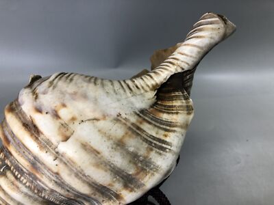 Y7384 HORAGAI conch trumpet lacquered mouthpiece music Japan